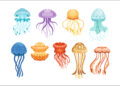Robotic jellyfish was faster live prototypes