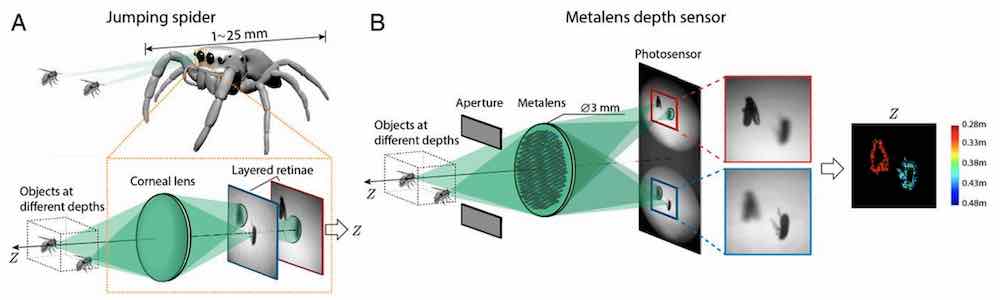 Spinnenaugen_Metalinse_2