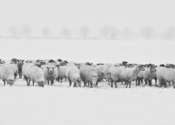 AI-based machine translators (part 2): Will they allow us to communicate with our pets?