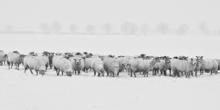 AI-based machine translators (part 2): Will they allow us to communicate with our pets?