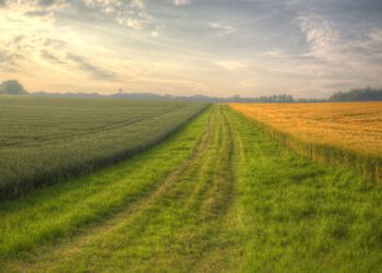 This machine learning model predicts how plants will grow