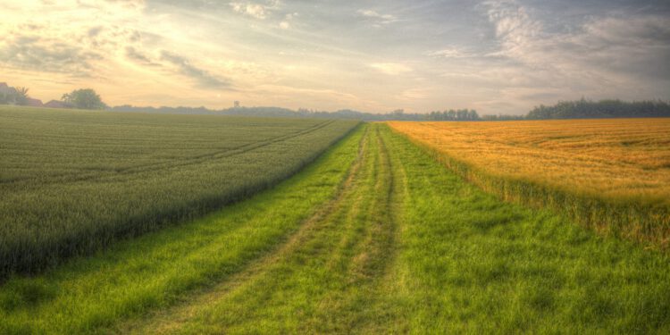 This machine learning model predicts how plants will grow