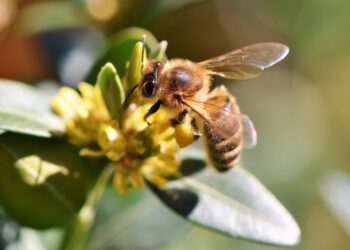 Artificial intelligence reaches bee hives