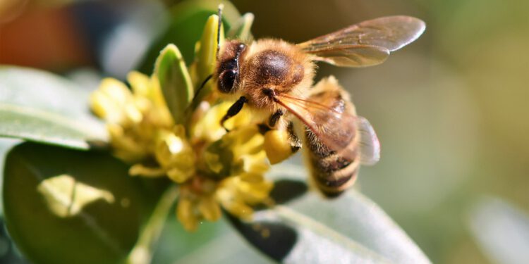 Artificial intelligence reaches bee hives