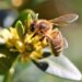 Artificial intelligence reaches bee hives
