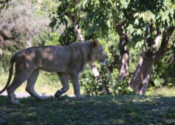 How artificial intelligence can support animal conservation