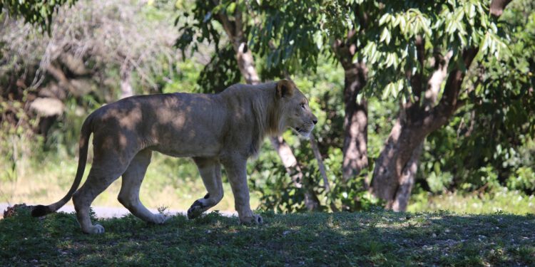 How artificial intelligence can support animal conservation