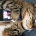 The devices of the future will allow us to communicate with animals