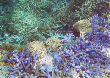 How drones monitor the Great Barrier Reef