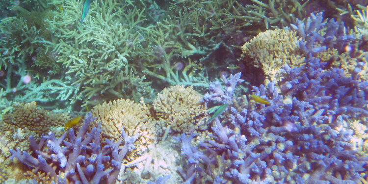 How drones monitor the Great Barrier Reef