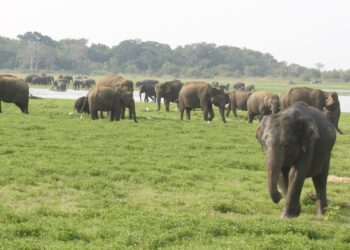 Drones and artificial intelligence to combat poachers