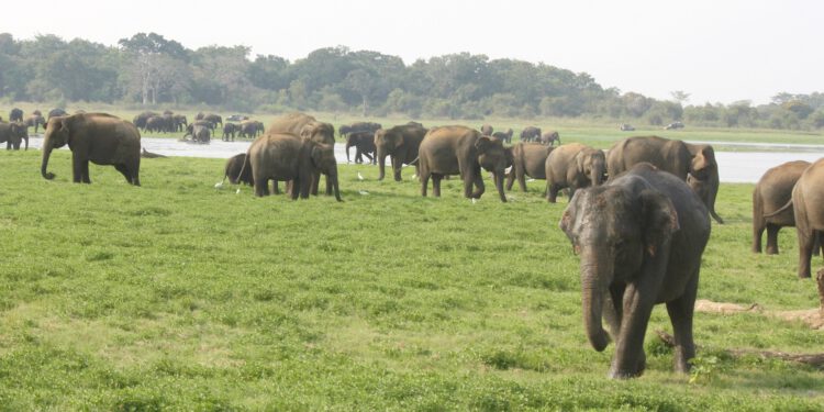 Drones and artificial intelligence to combat poachers