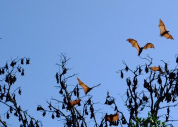 Artificial intelligence to crack the code of bats
