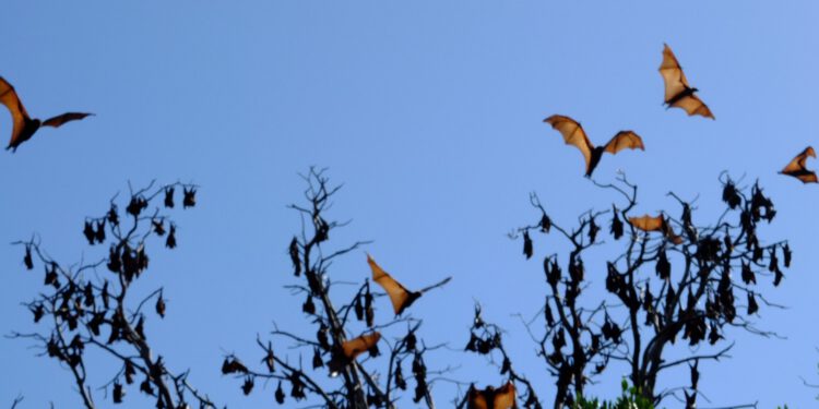 Artificial intelligence to crack the code of bats