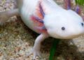 Just as the axolotl never outgrows its larval stage, a software delivered as a perpetual beta is never completely finished.
