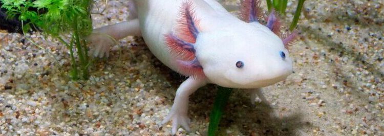 Just as the axolotl never outgrows its larval stage, a software delivered as a perpetual beta is never completely finished.