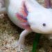 Just as the axolotl never outgrows its larval stage, a software delivered as a perpetual beta is never completely finished.