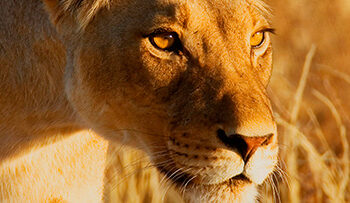 Virry VR takes us on safari on PSVR