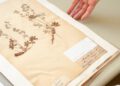 Dried treasures: discovering plants in the online herbarium