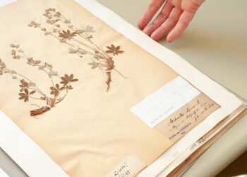 Dried treasures: discovering plants in the online herbarium