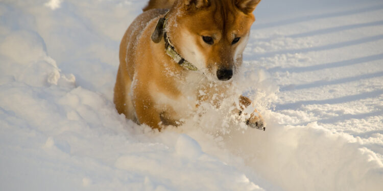 How and to what extent Dogecoin is used for criminal machinations