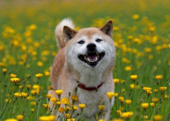 Glücklicher Shiba Inu Hund