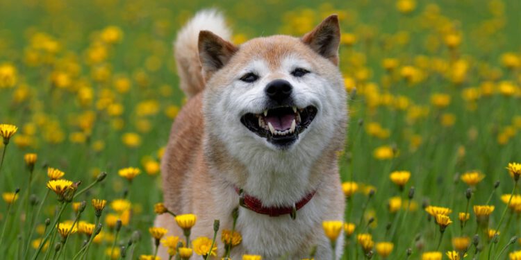Glücklicher Shiba Inu Hund