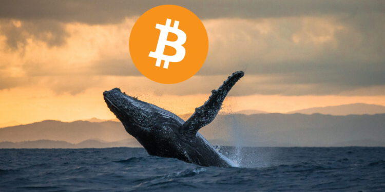 Mysterious Bitcoin Wallet Buys around 3 Billion USD BTC in Three Days