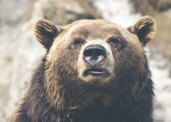 How long will the Bitcoin bear market last?