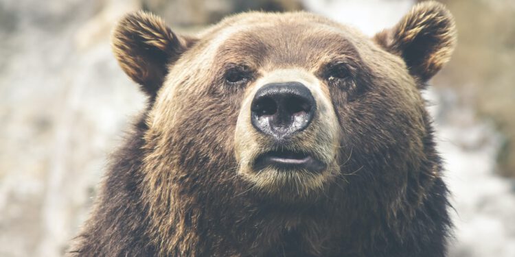 How long will the Bitcoin bear market last?