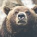 How long will the Bitcoin bear market last?