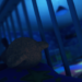 Next beta of Among the Sleep for DK2