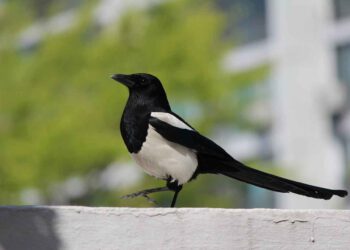 Elster sitzt auf einer Mauer