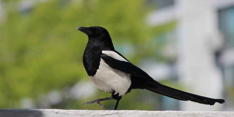 Elster sitzt auf einer Mauer