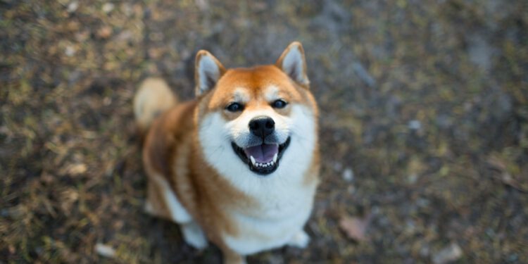 Shiba Inu